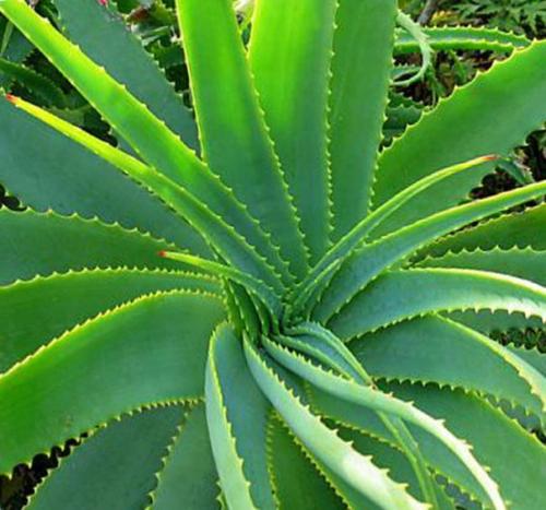 Хавортия: всё об уходе, посадке и размножении растения в домашних условиях. 02