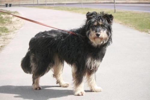 Сегодня в нашей воскресной рубрике мы немного расскажем о том, как в приюте появилась Элли. 02