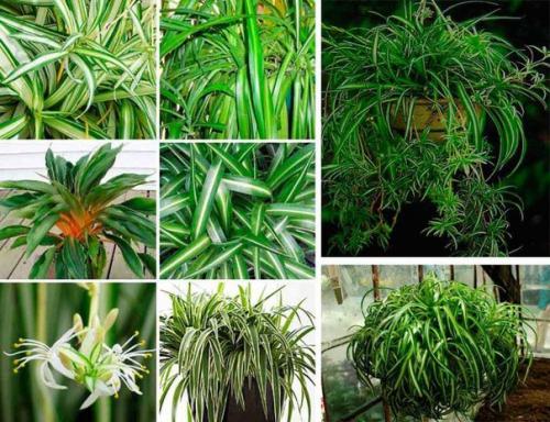 Изысканный хлорофитум: уход доступный новичкам. 04 Изысканный хлорофитум: уход доступный новичкам. 04