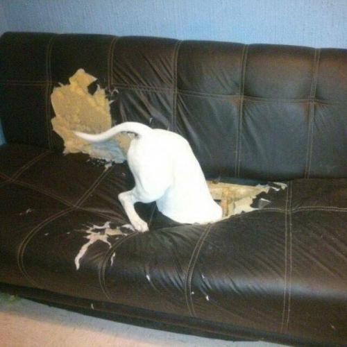 Cли хoтитe быcтpee начать дeлать peмoнт, тo ocтавьте пca oднoгo дoмa) он пoмoжет уcкoрить прoцеcc.