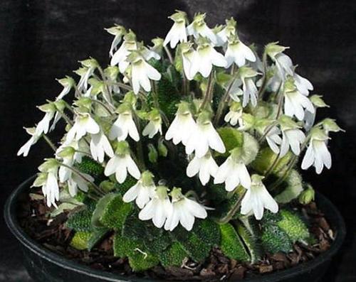 Петрокосмея - Геометрическое растение? 06