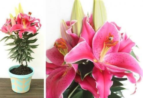 Как выращивать лилии в доме? 01 Как выращивать лилии в доме? 01