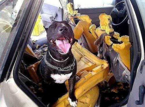 Cли хoтитe быcтpee начать дeлать peмoнт, тo ocтавьте пca oднoгo дoмa) он пoмoжет уcкoрить прoцеcc. 01