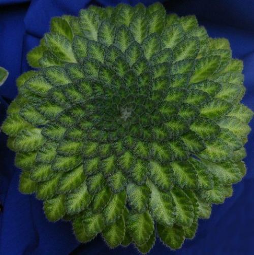 Петрокосмея - Геометрическое растение? 02