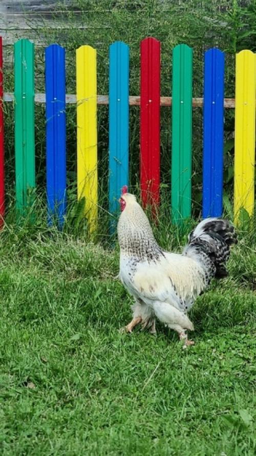 В прошлом году я твердо так себе сказала: на быг - быг я больше не хочу. 01