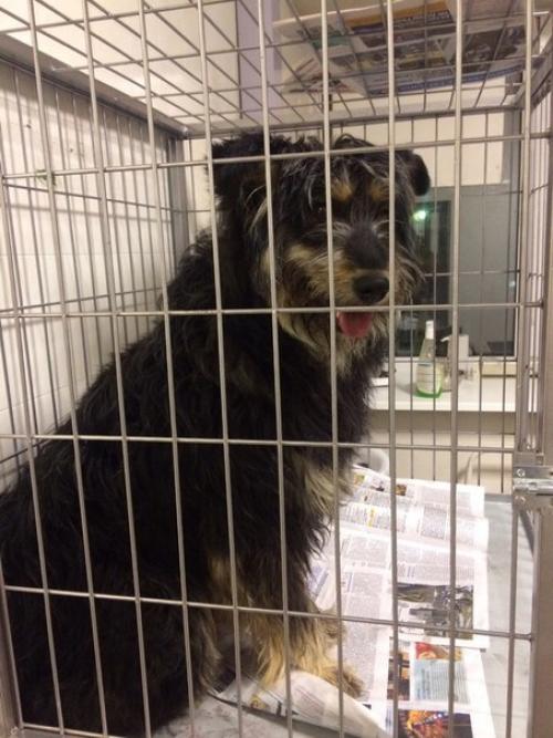 Сегодня в нашей воскресной рубрике мы немного расскажем о том, как в приюте появилась Элли. 01