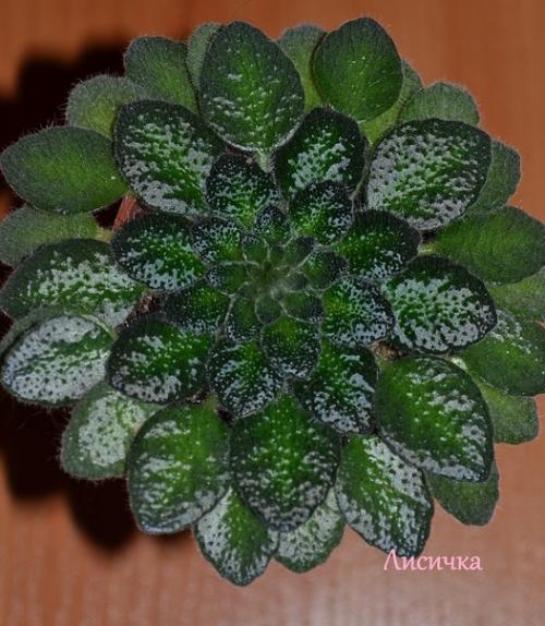 Петрокосмея - Геометрическое растение? 01