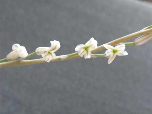 Хавортия: всё об уходе, посадке и размножении растения в домашних условиях. 01