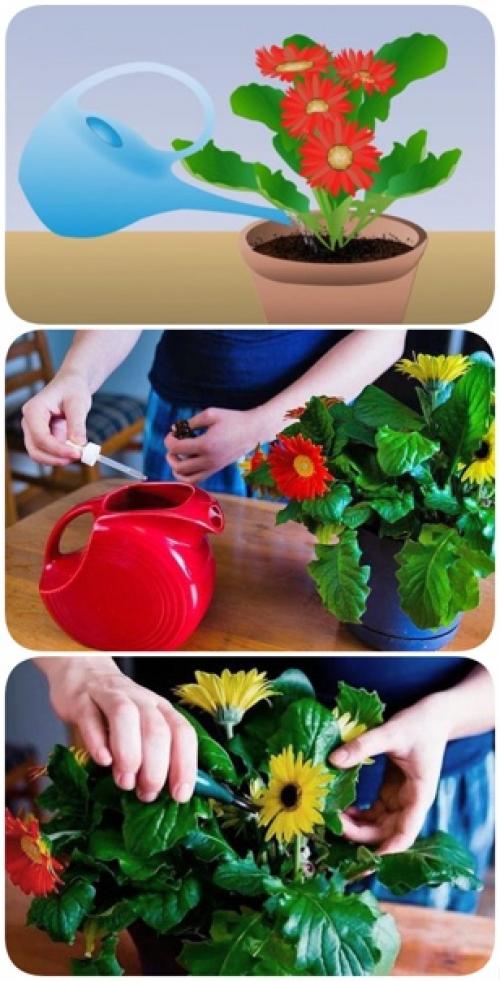 Гербера комнатная.  Особенности содержания и ухода в домашних условиях. 01