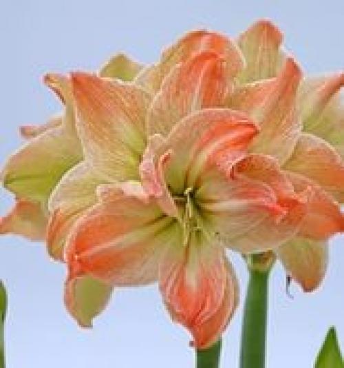 Гиппеаструм и амариллис: ухаживаем за луковичным растением правильно. 04