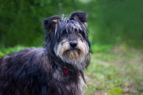 Сегодня в нашей воскресной рубрике мы немного расскажем о том, как в приюте появилась Элли. 05