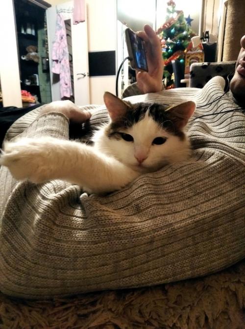 В продолжение темы о домашних любимцах. 01