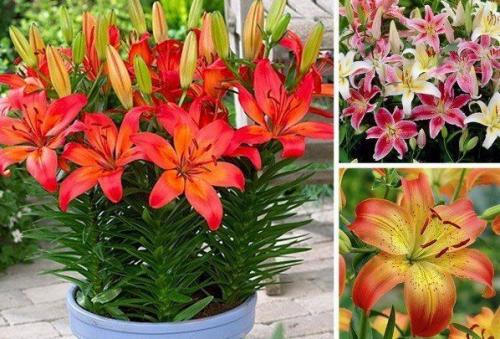 Как выращивать лилии в доме? 04 Как выращивать лилии в доме? 04