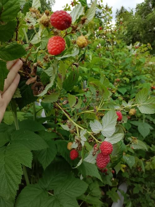 Про экскурсию.  Мы были в чудесной усадьбе куракиных 18 в. (в настоящих российских еб@енях), добраться туда без личного авто, идея так се. 02