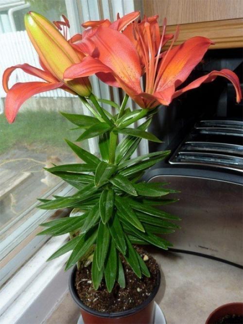 Как выращивать лилии в доме? 05 Как выращивать лилии в доме? 05