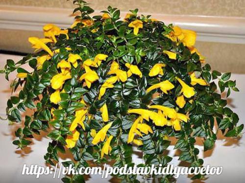 Эсхинантус?  Наиболее распространенные виды. 01