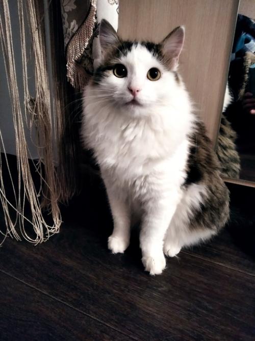 В продолжение темы о домашних любимцах. 02