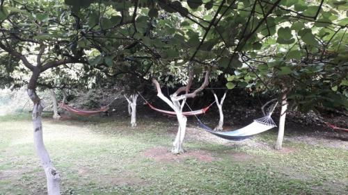 Абхазия 16.  06. 21 - 28. 05