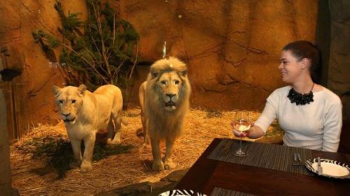 Необычный отель в зоопарке, Австралия. 08