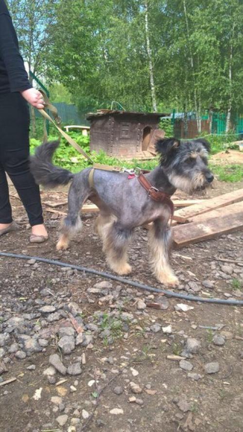 Сегодня в нашей воскресной рубрике мы немного расскажем о том, как в приюте появилась Элли. 07