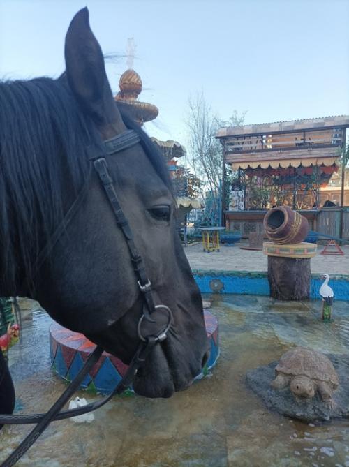 Ресторан падишах- это ресторанный комплекс в неповторимом стиле, который поразит вас убранством и шикарными апартаментами. 02