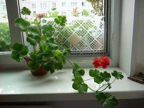 Ампельная герань.   Комнатные цветы, размещенные в подвесных кашпо, вносят в домашнюю атмосферу нотки особого, изысканного стиля. 04