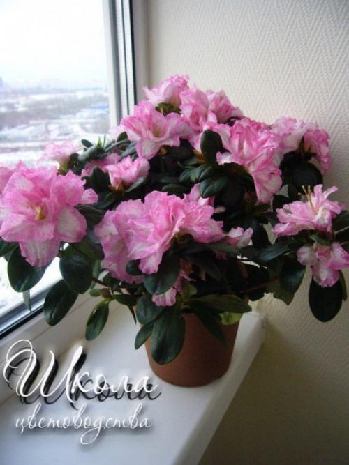 Азалия соперница розы. 07