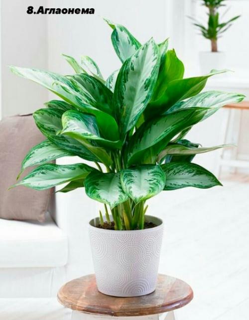 В случае если вы любите комнатные растения, но лишь в начале своего садоводческого пути, обратите внимание на представленные ниже 10 вариантов. 07