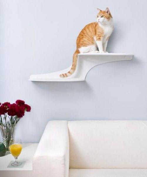 Бесспорно, кошка - главное домашнее животное, причем дом она любит самозабвенно. 06