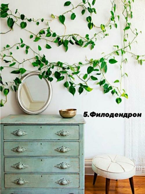 В случае если вы любите комнатные растения, но лишь в начале своего садоводческого пути, обратите внимание на представленные ниже 10 вариантов. 04