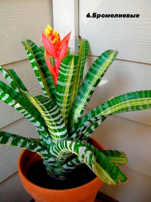 В случае если вы любите комнатные растения, но лишь в начале своего садоводческого пути, обратите внимание на представленные ниже 10 вариантов. 05