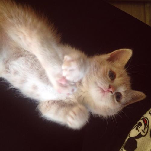 Короче наш кот часов в 6-7 утра начинает беситься, играть с ногами и бегать по нам пока мы спим.