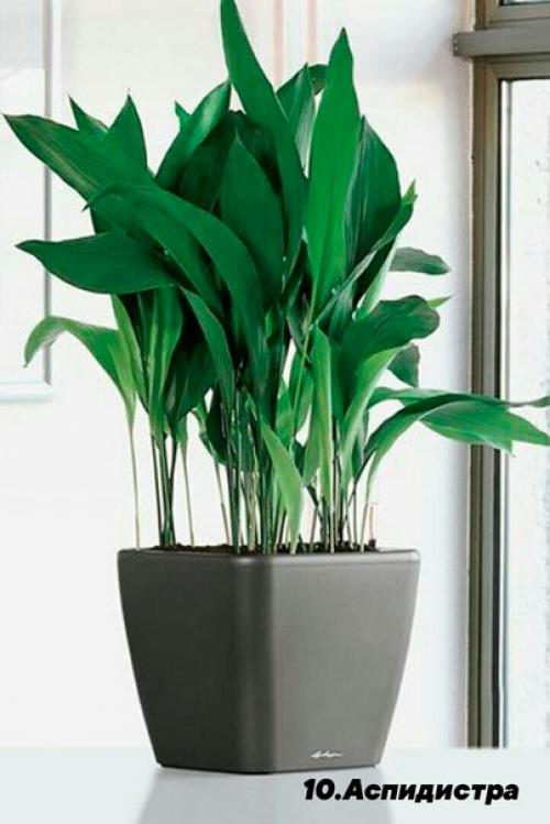 В случае если вы любите комнатные растения, но лишь в начале своего садоводческого пути, обратите внимание на представленные ниже 10 вариантов. 09