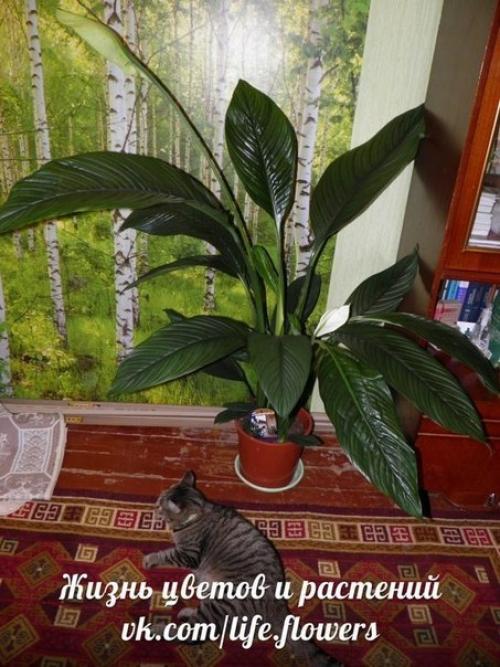 Спатифиллум или Женское Счастье. 03