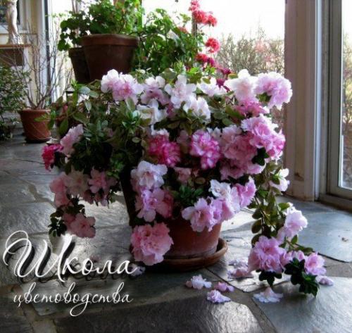 Азалия соперница розы. 09