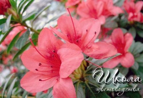 Азалия соперница розы. 01