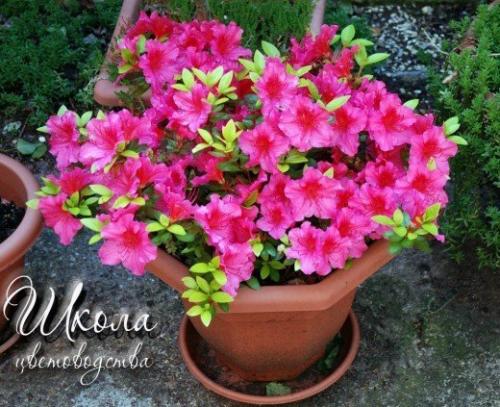 Азалия соперница розы. 04