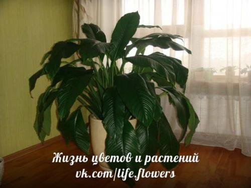 Спатифиллум или Женское Счастье. 06