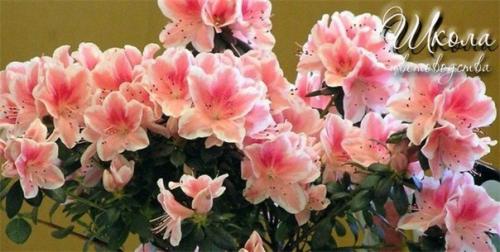 Азалия соперница розы. 08