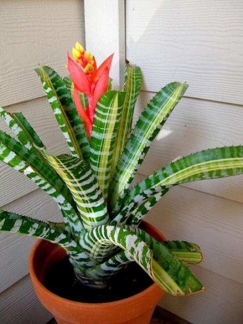 10 комнатных растений, которые вырастут даже в самом темном углу. 05