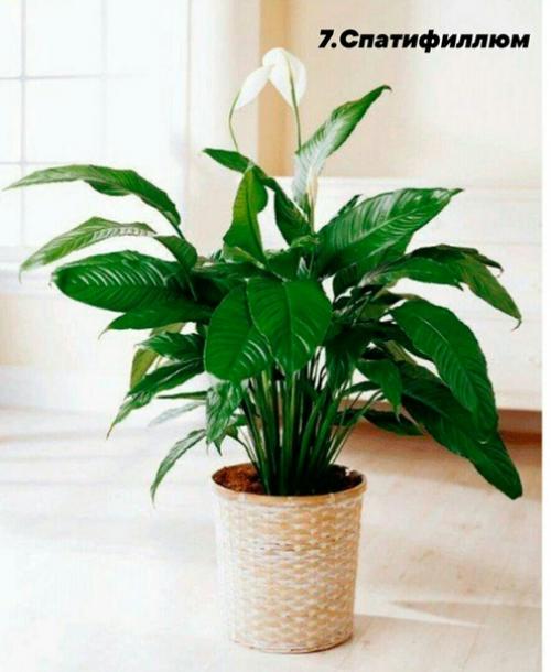 В случае если вы любите комнатные растения, но лишь в начале своего садоводческого пути, обратите внимание на представленные ниже 10 вариантов. 06