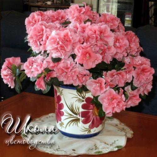 Азалия соперница розы. 03