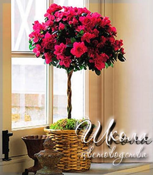 Азалия соперница розы. 06