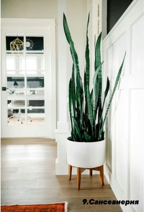 В случае если вы любите комнатные растения, но лишь в начале своего садоводческого пути, обратите внимание на представленные ниже 10 вариантов. 08