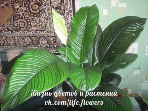 Спатифиллум или Женское Счастье. 05