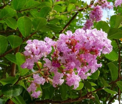 Индийская сирень - лагерстремия. 05