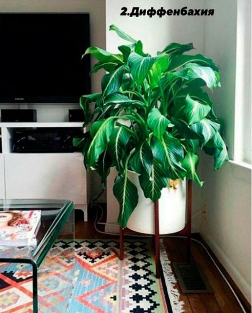 В случае если вы любите комнатные растения, но лишь в начале своего садоводческого пути, обратите внимание на представленные ниже 10 вариантов. 01