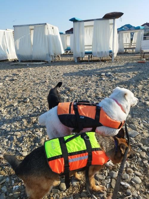 Все привет!  Мы только вернулись из нашего замечательного путешествия и спешим поделиться впечатлениями об отдыхе на черном море с собаками. 04