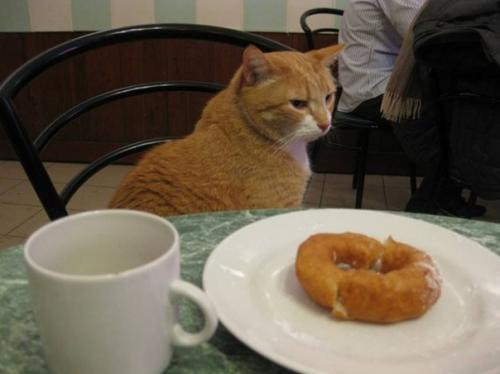 Пышечная на большой конюшенной. 02 Пышечная на большой конюшенной. 02