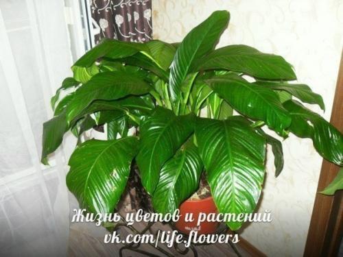 Спатифиллум или Женское Счастье. 09